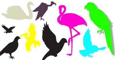 Stickers Oiseaux